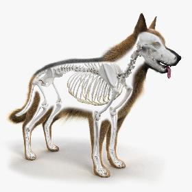 Dog Skin And Skeleton Animated model